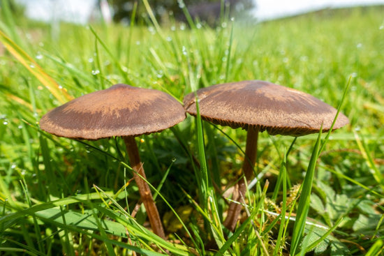 lawn mushrooms