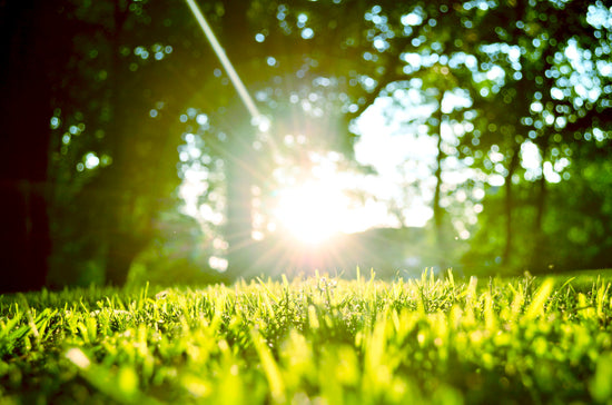lawn with grass and sun shining