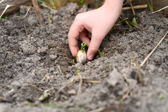 garlic being planted