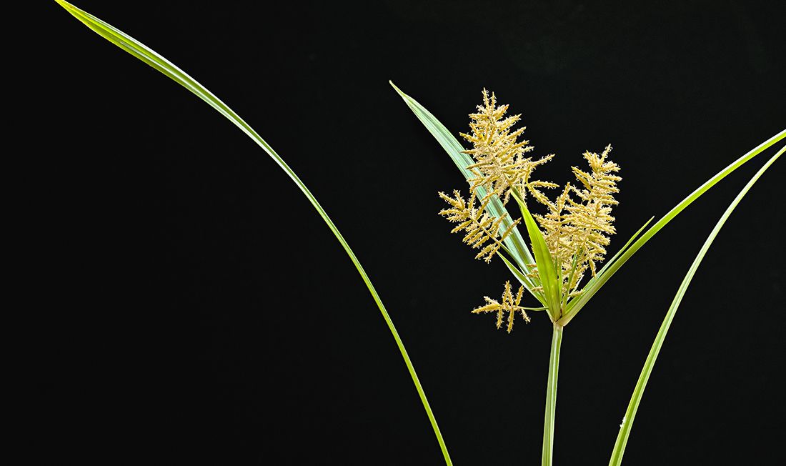 Close-up photograph of nutsedge seedhead on black background