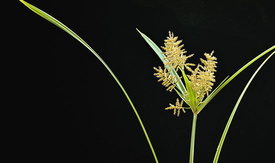 Close-up photograph of nutsedge seedhead on black background