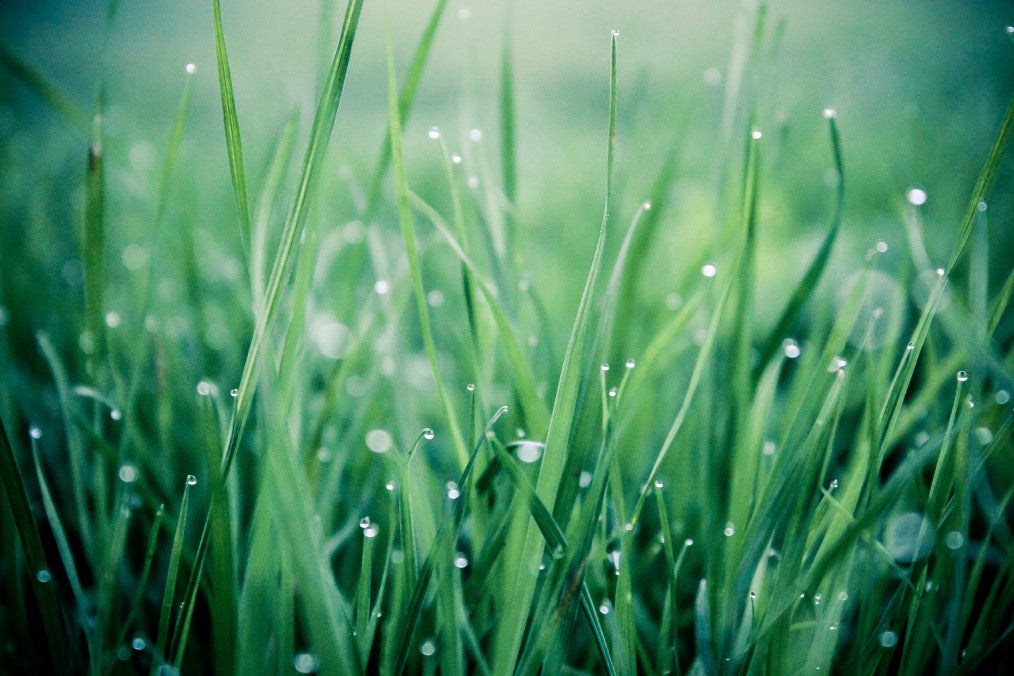 green lawn care with lawn with droplets