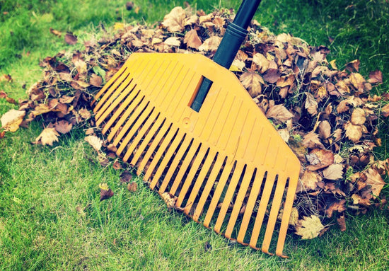 fall lawn care with someone raking leaves over grass