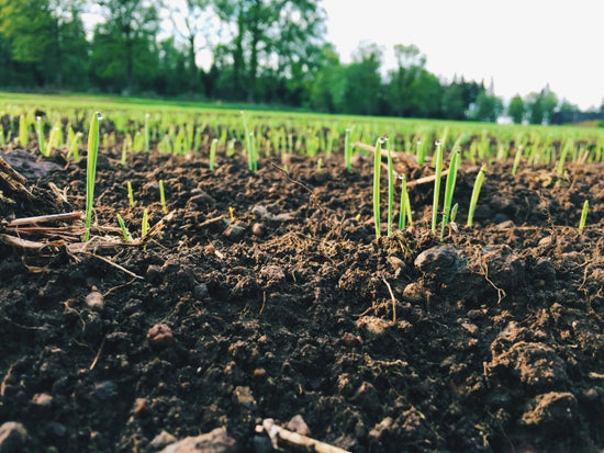 grass seedlings growing