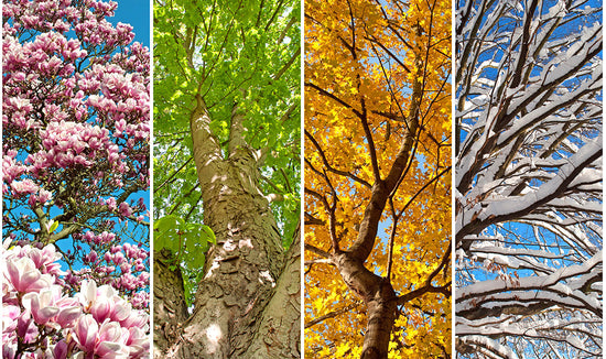 4 image collage of trees in the four seasons: spring, summer, fall and winter