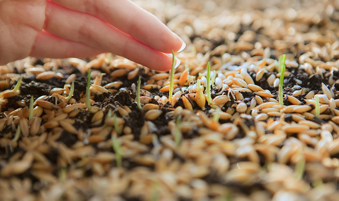 grass seed in soil