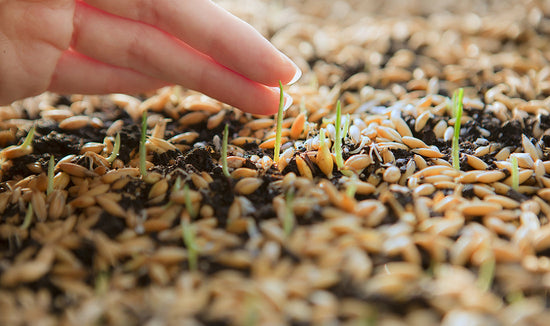 grass seed in soil