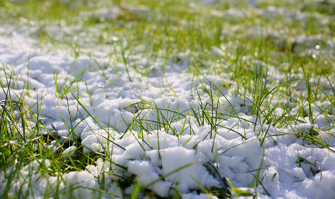What is Snow Mold and How to Prevent it
