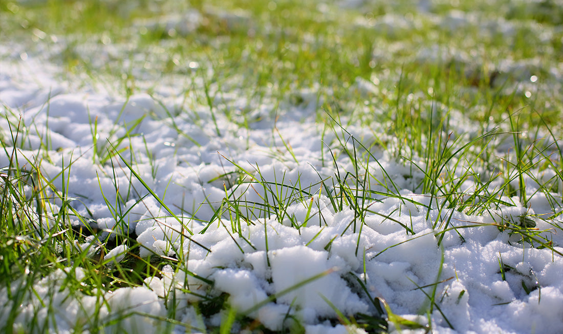 Photograph of snow cover on green grass