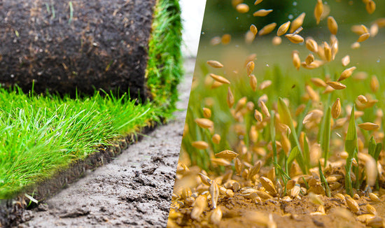 Photo collage of grass sod and grass seed for a blog post comparing the pros and cons of sod versus seed for lawns