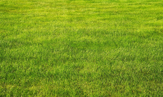 lush green lawn on display