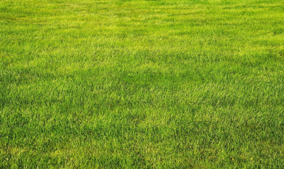Grass