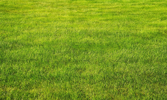 Freshly cut lawn