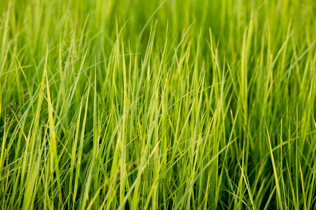 Caring for Your Kentucky Bluegrass | Simple Lawn Solutions