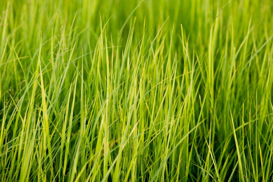 long lawn grass