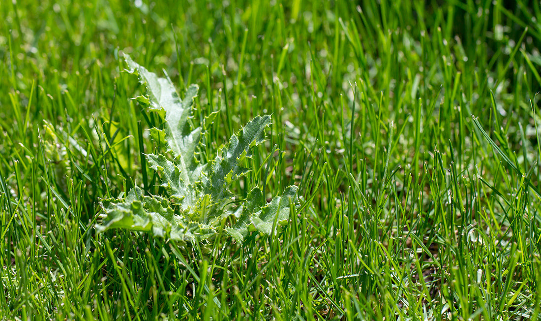 Photo of weeds in lawn