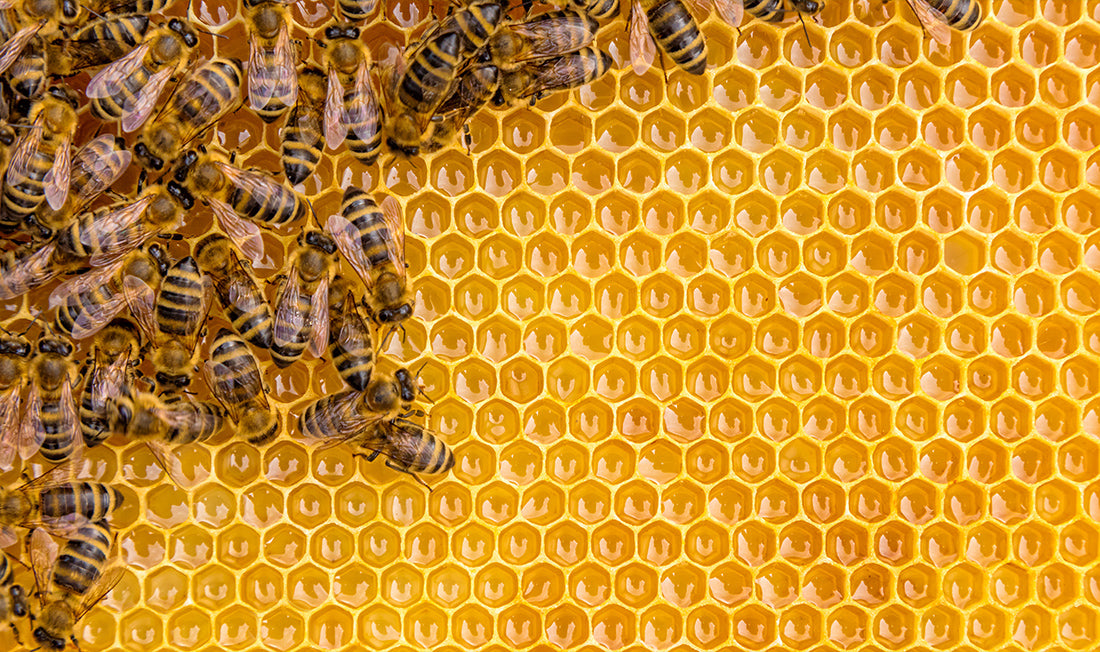 Hive of honey bees grouped together on a honeycomb