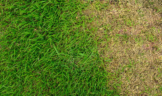 Photo of green grass that has some bare areas