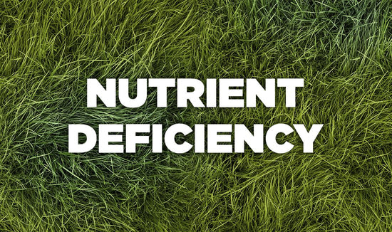 Photo of green grass with decorative text, "Nutrient Deficiency"