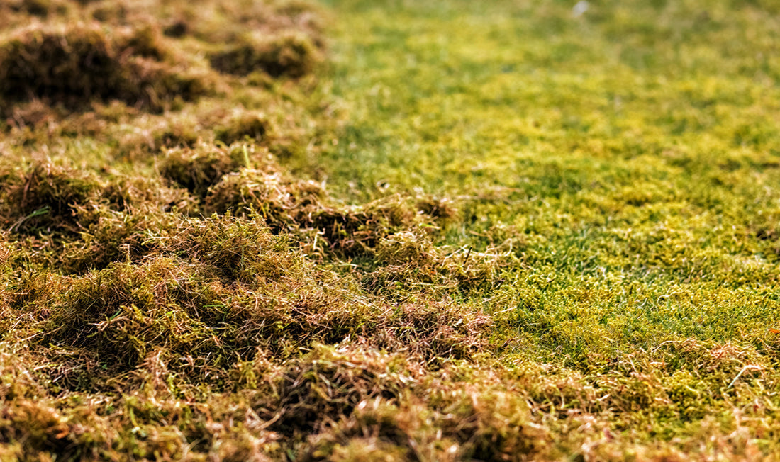 Photo of thatch on a lawn