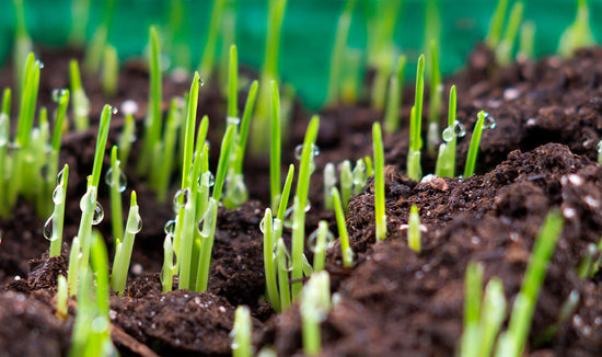 Grass seedlings sprouting from soil