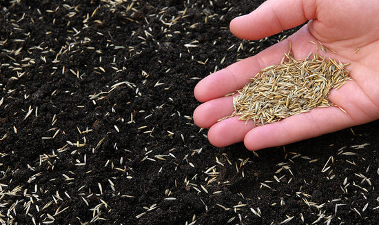 Dark brown soil with grass seed and a handful of seed in the foreground