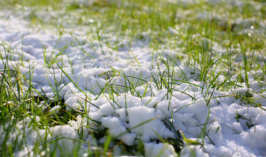 Photograph of a snow-covered lawn