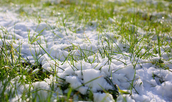 Photograph of a snow-covered lawn