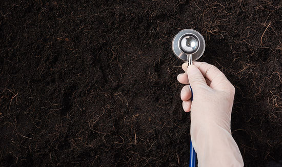 Person holding up a stethoscope to soil