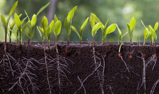 Close-up graphic of seedlings sprouting and rooting from soil