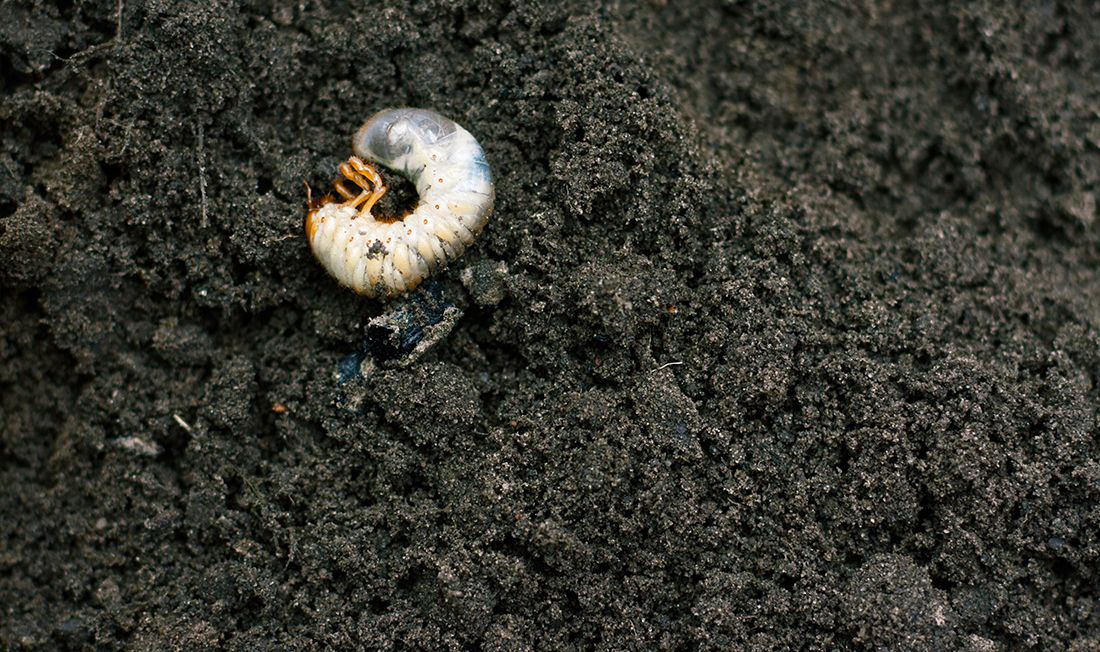 Close-up photograph of a white grub curled up in the soil