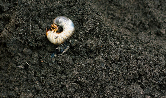 Close-up photograph of a white grub curled up in the soil