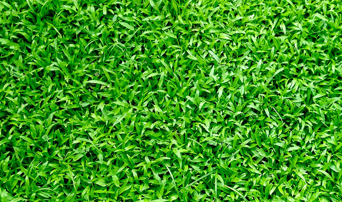Above view of finely manicured thick Centipedegrass