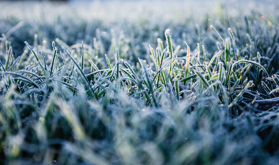 Close-up photograph of a frost covered lawn