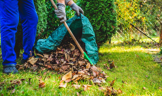 Person cleaning up leaves off a lawn