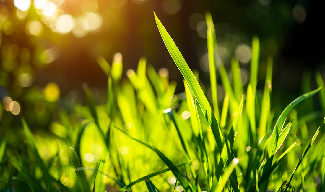 Green grass