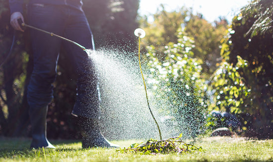 man spraying weeds with herbicide