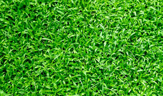 Above view of finely manicured thick Centipedegrass