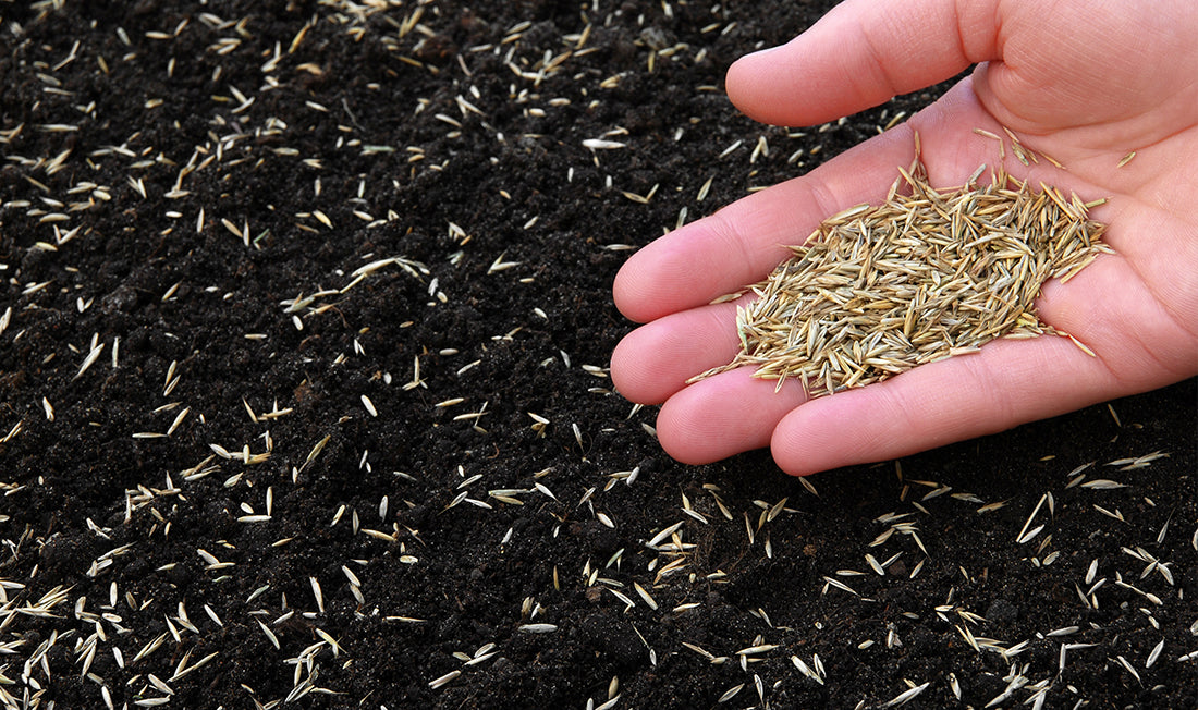Dark brown soil with grass seed and a handful of seed in the foreground