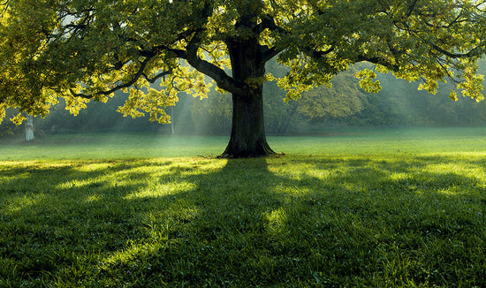 Shaded green grass under a large tree