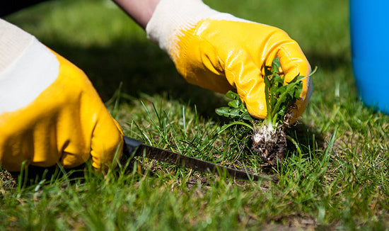 weed removal by hand