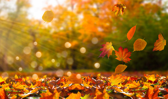 Photograph of a fall leaf scenery