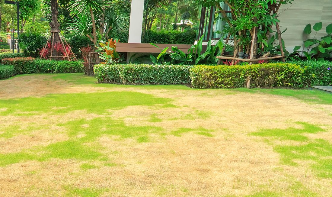 How to Deal with Summer Lawn Stress – Simple Lawn Solutions