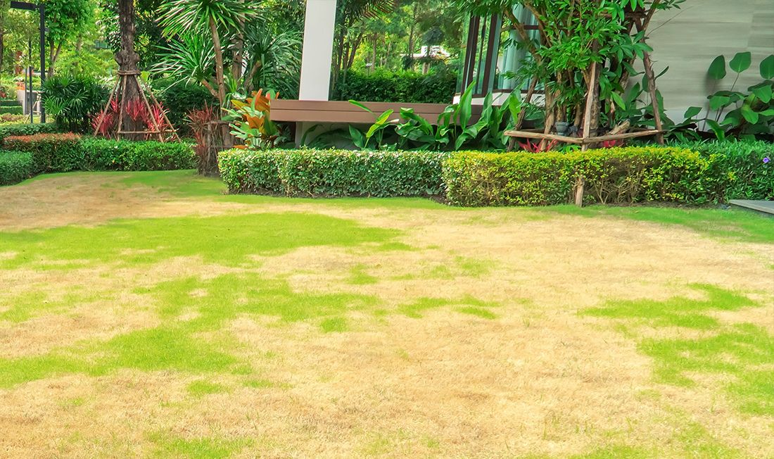 Brown spots reveal summer environmental heat stress on lawn