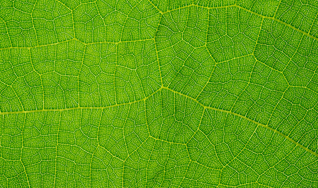 Close-up macro photograph of a leaf