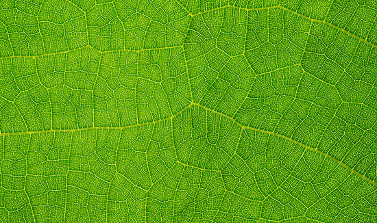 Close-up macro photograph of a leaf