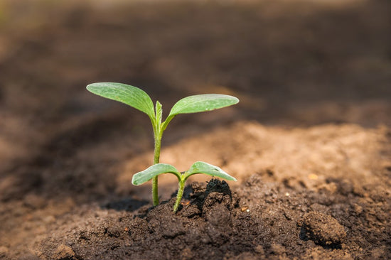 little plant in dirt