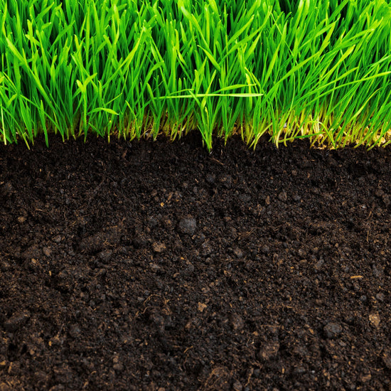 Photo of tall grass growing next to bare soil