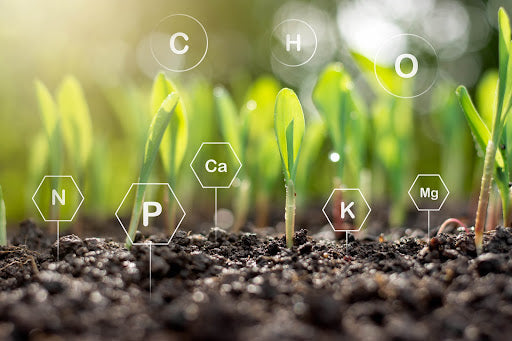 Macro and micro nutrient icons in front of sprouts