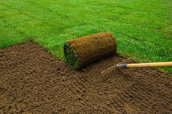 Tips for Caring for Your New Sod